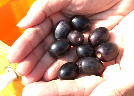国内オリーヴ最適地の1つ淡路島。オリーヴの実はこうして栽培されている!オリーヴ農家の苦労話やオリーヴオイルと健康の秘密を学ぶ、大自然の中で淡路島オリーヴ収穫体験