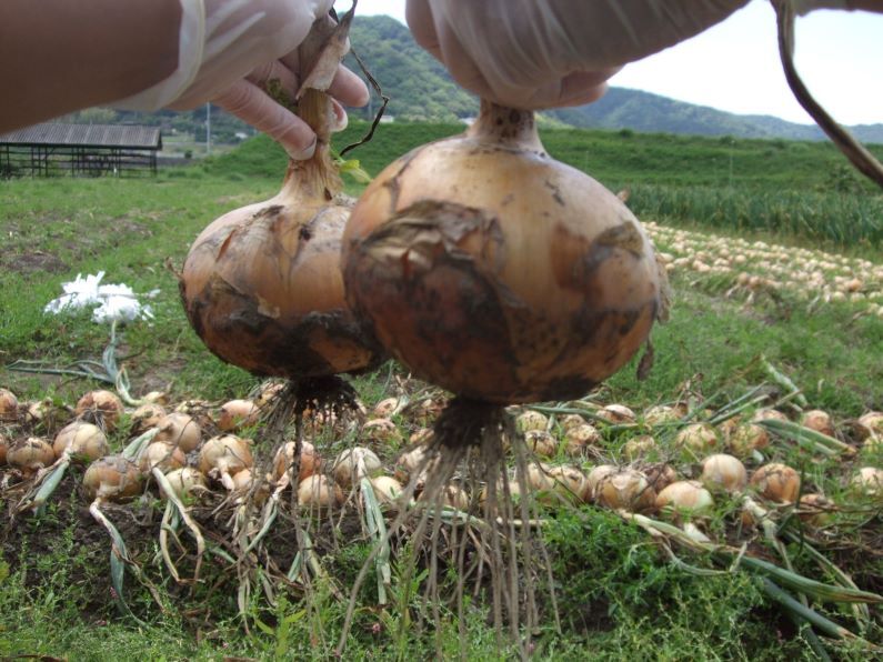 【2月下旬～6月上旬限定】淡路島玉ねぎはこうして生まれる!南あわじ市で100年以上続く伝統的な”循環型農業”システムによる玉ねぎ生産の秘密を解き明かす『日本農業遺産ツアー』&『玉ねぎ収穫体験』